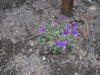 Nuova_Gussonea - Viola_aethnensis_20110529 160.jpg